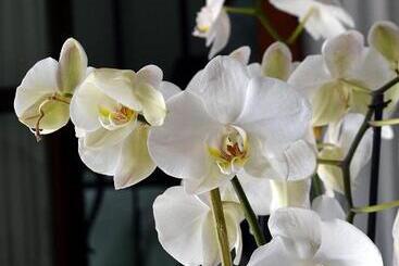 住宿加早餐  Casa De Los Olivos