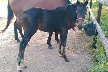 B&b Haras De La Cour Fleury