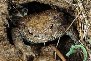 بنسيون Bořikovský Dvůr