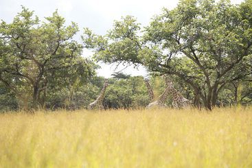 هتل Lilayi Lodge