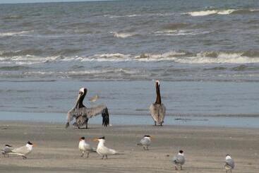 ホテル Peregrine Townhomes