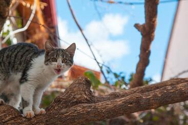 公寓式酒店  Nur