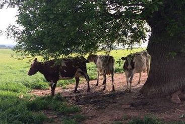 Huntstile Organic Farm