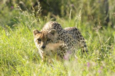 ホテル Bear Lodge Glamping