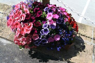 پانسیون Merriedale Guest House