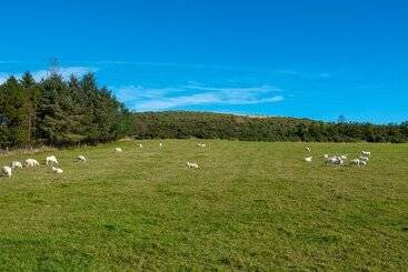 Wynford Holiday Cottages