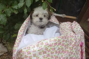 レジデンス Delightful 3 Bed Thatched Cottage Near Winchester