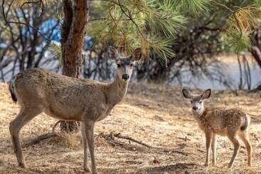 별장 Aubrey S Nest   You Are Welcome At Aubrey S Nest Gas Firepit And Hammock Included By Redawning