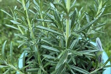 مبيت وإفطار The Brattleboro