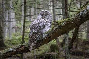 פנסיון Unique Off Grid Tree House Stay In Oak Woodland