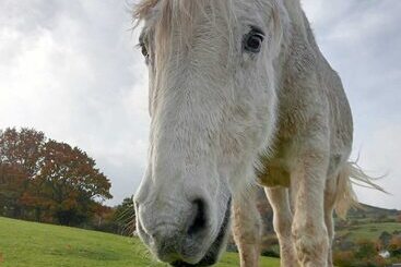 별장 Idlewild Animal Sanctuary Farmhouse Stay   Charity