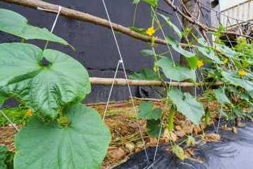 Goesan Morning Of Valley Pension
