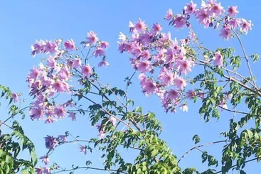 호텔 Goroomgo Zen Oaks Homestay Café Almora