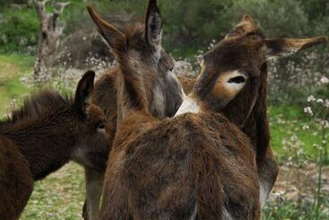 ホテル Alaro Natura Rural Suites