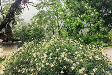 ホテル Goroomgo Imchen Guest House Kohima