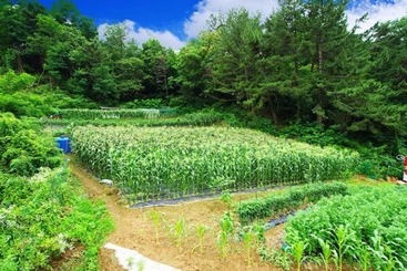 Samcheok Supsokbada Pension