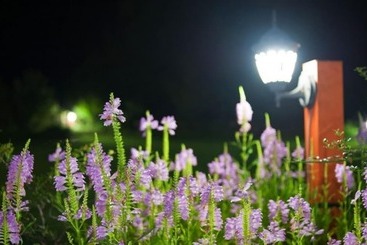 Damyang Clover Pension