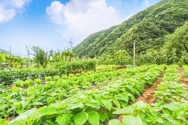 Danyang Sanmaru Pension