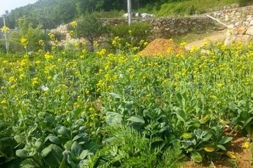 Yangju Jangheung Healing Pension