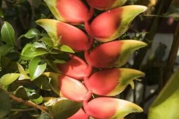 Отель Pousada Encanto Da Serra