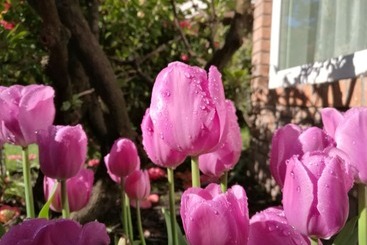 پانسیون Teresa S House