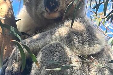 فندق Bear Gully Coastal Cottages