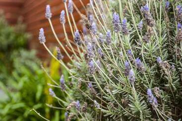 דירות לתיירים Healesville Apartments