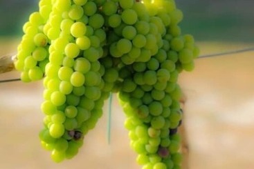 בית מלון כפרי Agriturismo Il Megalite