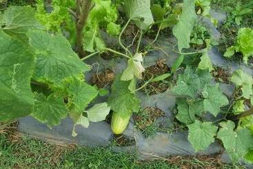 تختخواب و صبحانه Dong Thanh Ecolodge Homestay