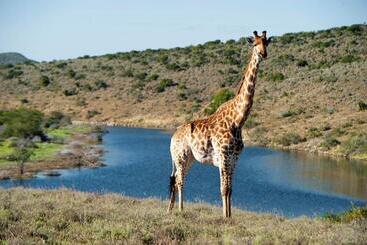 پانسیون Kwandwe Private Game Reserve   Melton Manor