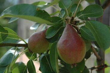 Сельский дом Agriturismo I Gelsi Di Santa Cristina