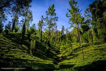 ホテル The Tea Cottage Resort & Spa