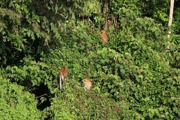 호텔 Borneo Natural Sukau Bilit Resort