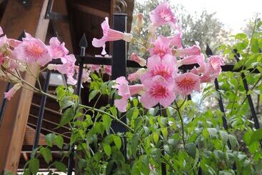 Pension St. George’s Cathedral Pilgrim Guesthouse – Jerusalem