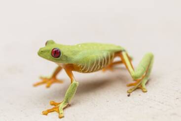 فندق Alma De Ojochal