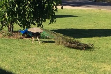 Apartamentos turísticos Greenways Holiday Units