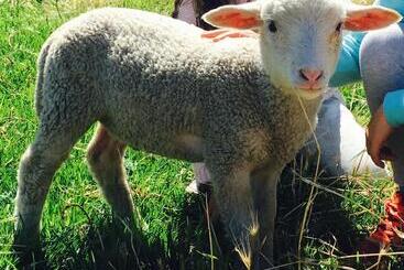 酒店 Morella Farmstay