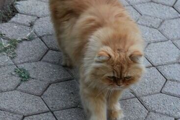 بنسيون La Mandarine