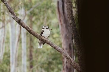 Апартаменты Bay And Bush, Jervis Bay