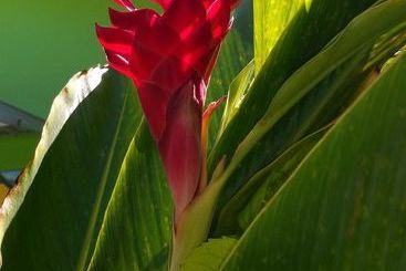 Eldemire's Tropical Island Inn