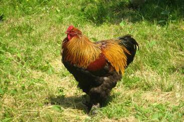 ベッドアンドブレックファースト Walford Court