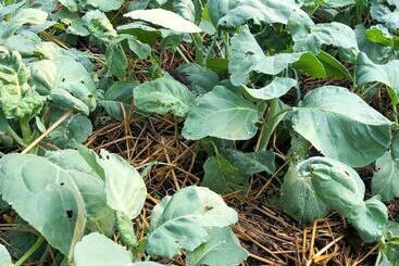 ホテル Chayada Garden House And Resort