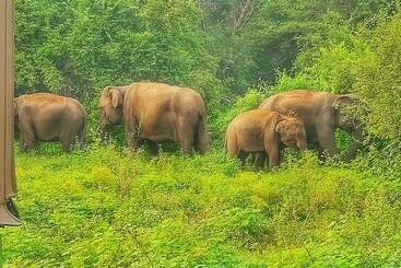 Отель Sisira Natural Lodge Sigiriya
