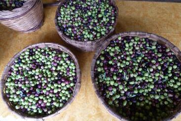 Casa Puccini B&b Maratea