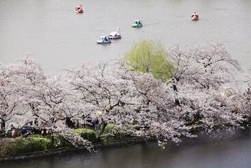 فنادق الكبسولة Ueno Station Hostel Oriental 1 Male Only