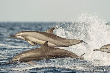 פנסיון Dolphin Beach Resort