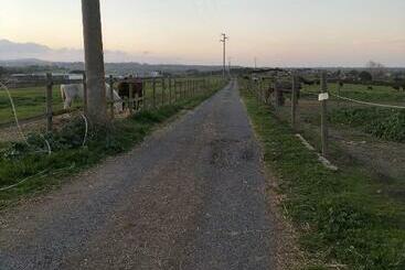 Rod Ranch Livestock   Stanza Double Room