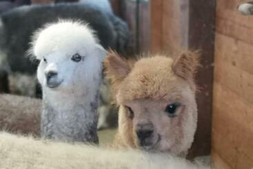 B&b Canossalpaca