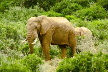 پانسیون Addo African Home