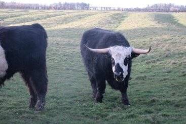 דירת נופש Golden Cottage In Ellingham Northumberland